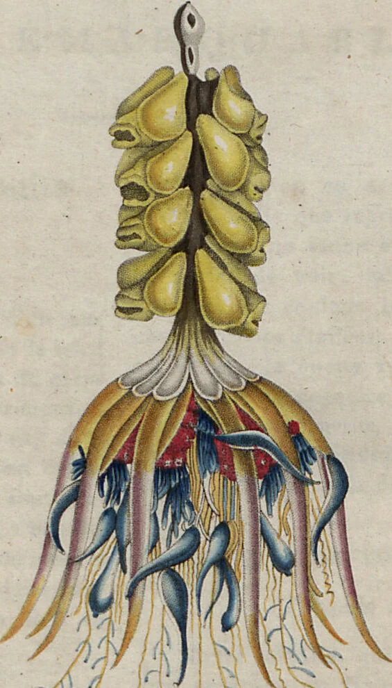 An illustration from (Band 10), 1821, leaf 205