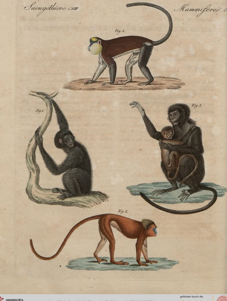 An illustration from (Band 10), 1821, leaf 211