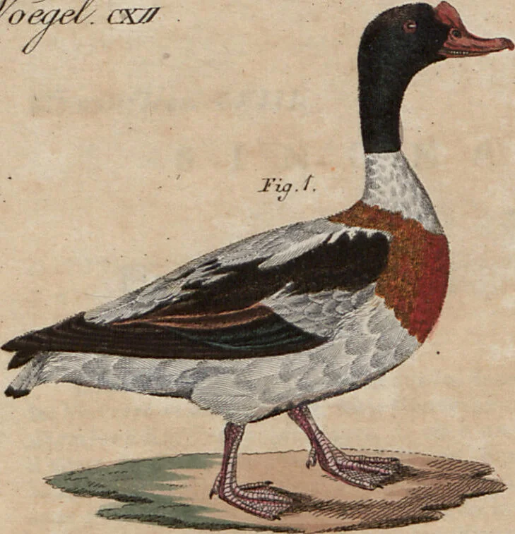 An illustration from (Band 10), 1821, leaf 214