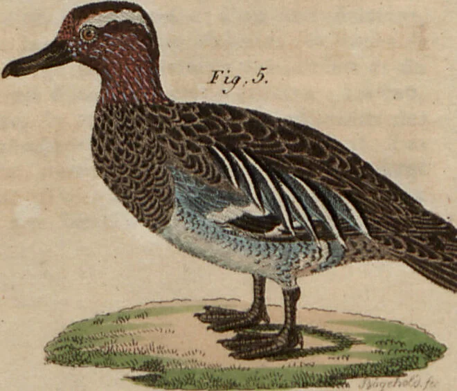 An illustration from (Band 10), 1821, leaf 214