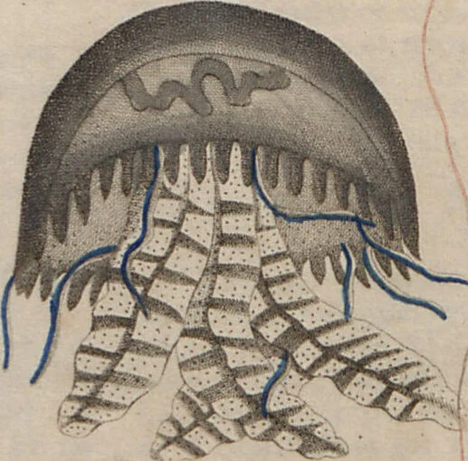 An illustration from (Band 10), 1821, leaf 220