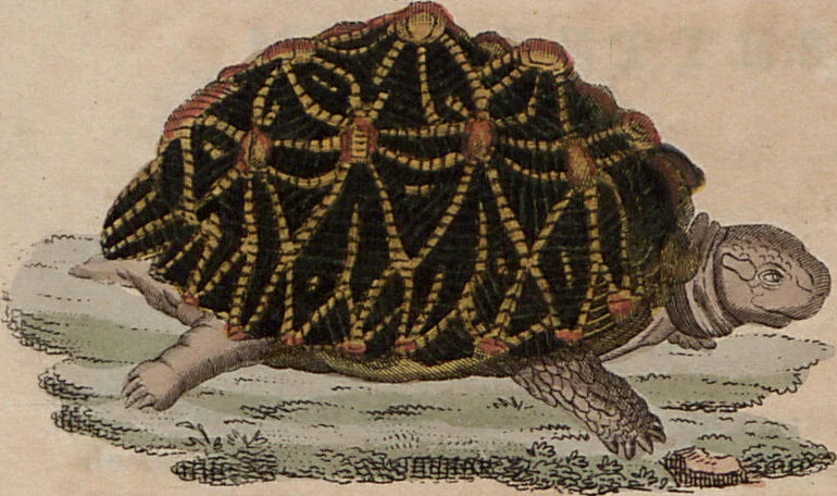 An illustration from (Band 10), 1821, leaf 229