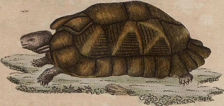 An illustration from (Band 10), 1821, leaf 229