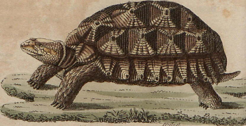 An illustration from (Band 10), 1821, leaf 229