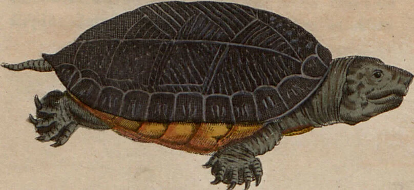 An illustration from (Band 10), 1821, leaf 229