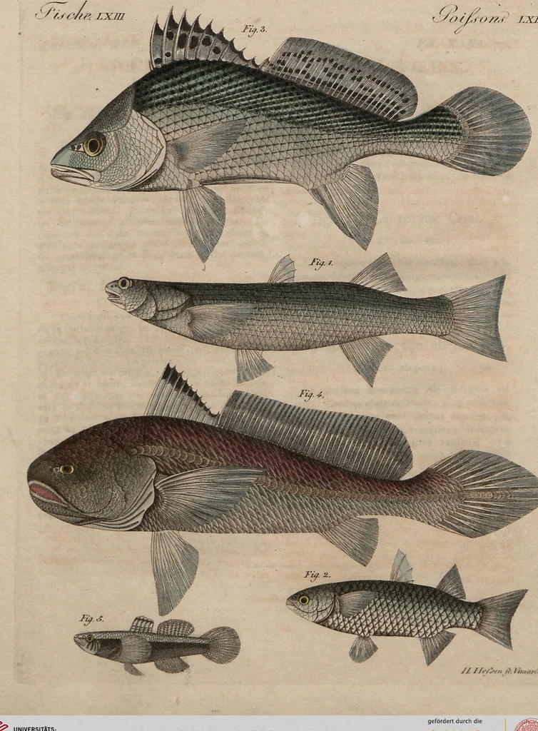 An illustration from (Band 10), 1821, leaf 232