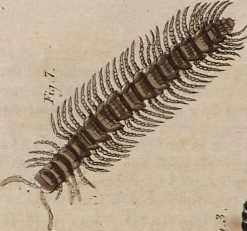 An illustration from (Band 10), 1821, leaf 235