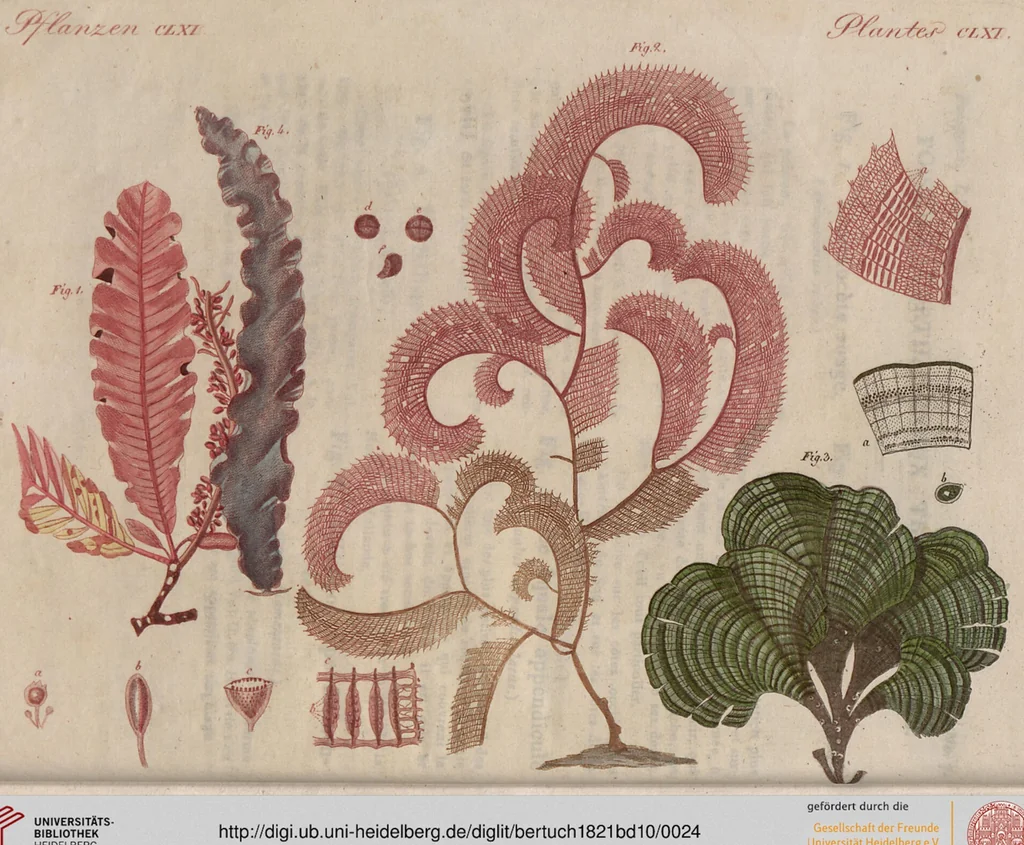 An illustration from (Band 10), 1821, leaf 24