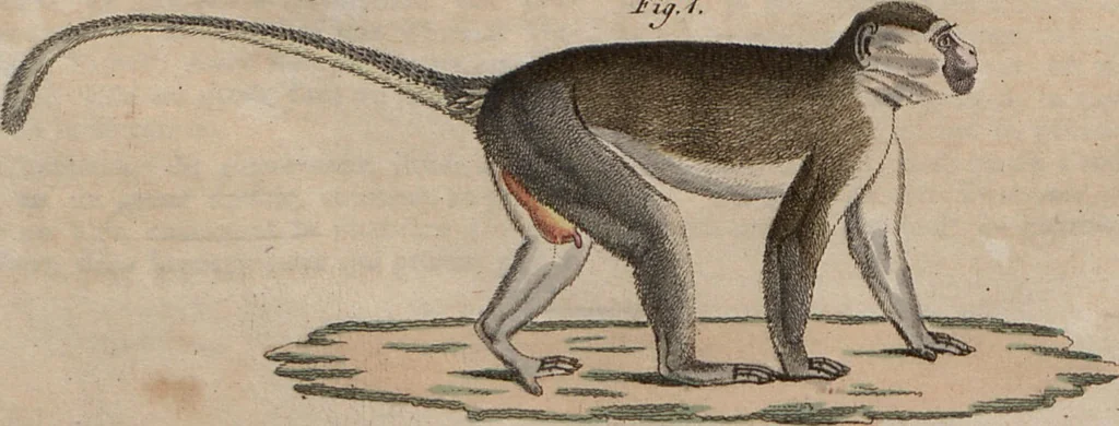 An illustration from (Band 10), 1821, leaf 241