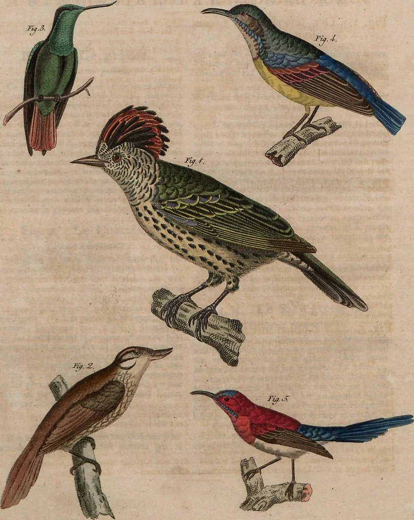 An illustration from (Band 10), 1821, leaf 244