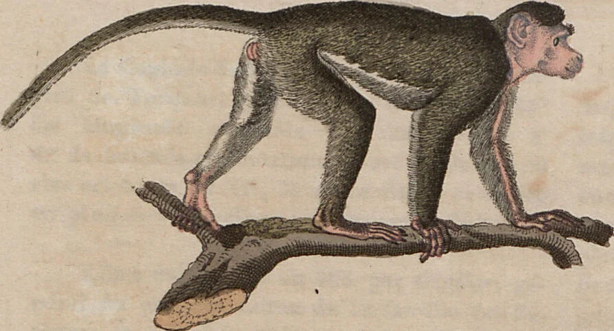 An illustration from (Band 10), 1821, leaf 256