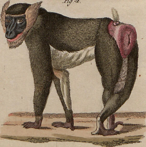An illustration from (Band 10), 1821, leaf 256