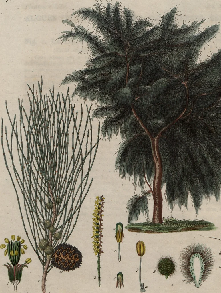 An illustration from (Band 10), 1821, leaf 27