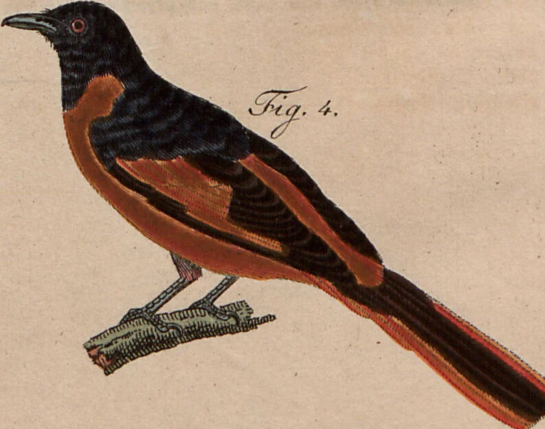 An illustration from (Band 10), 1821, leaf 271