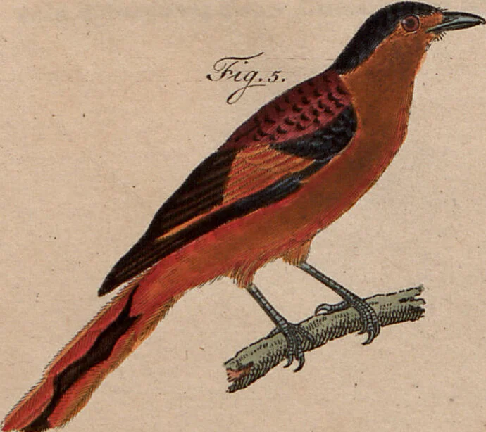 An illustration from (Band 10), 1821, leaf 271