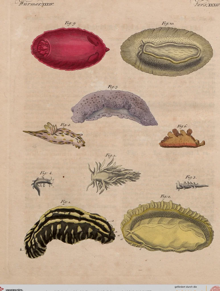 An illustration from (Band 10), 1821, leaf 277