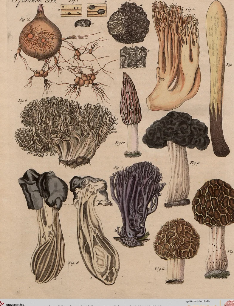 An illustration from (Band 10), 1821, leaf 280