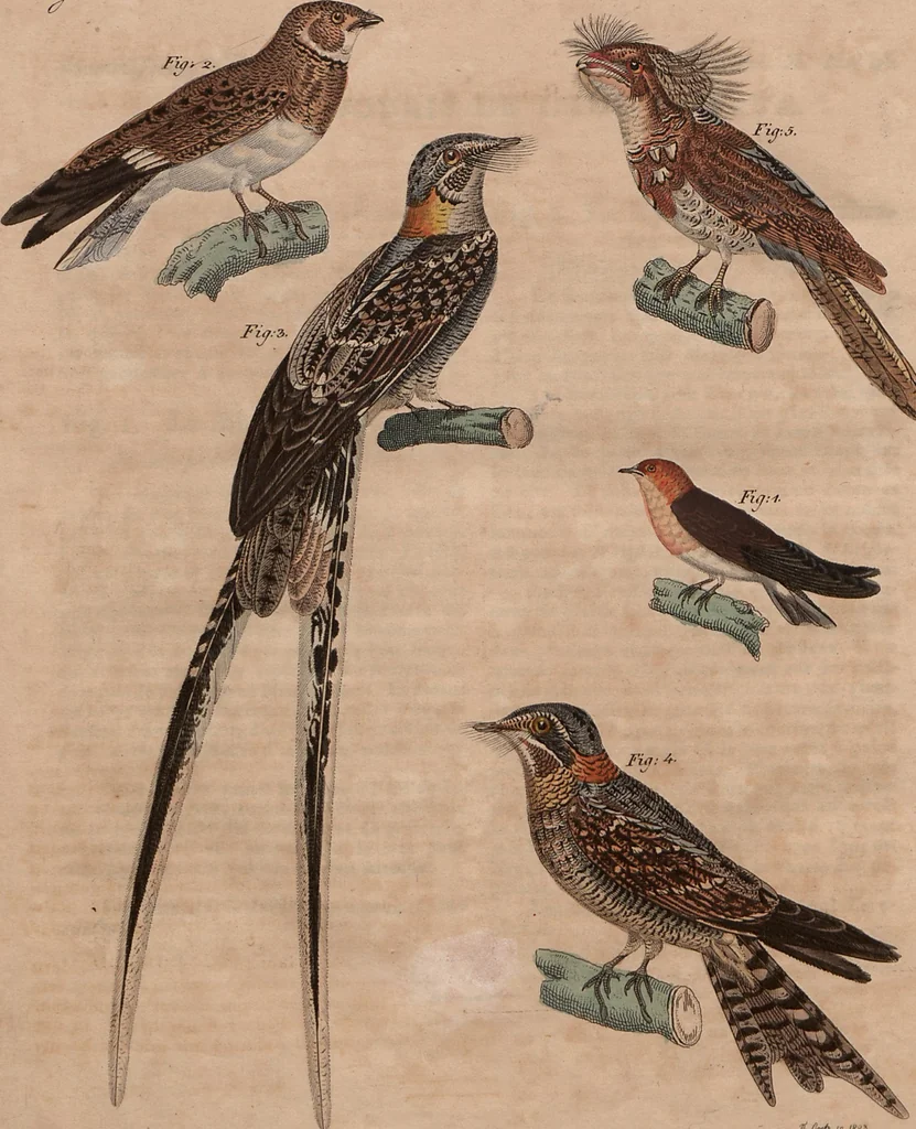An illustration from (Band 10), 1821, leaf 289