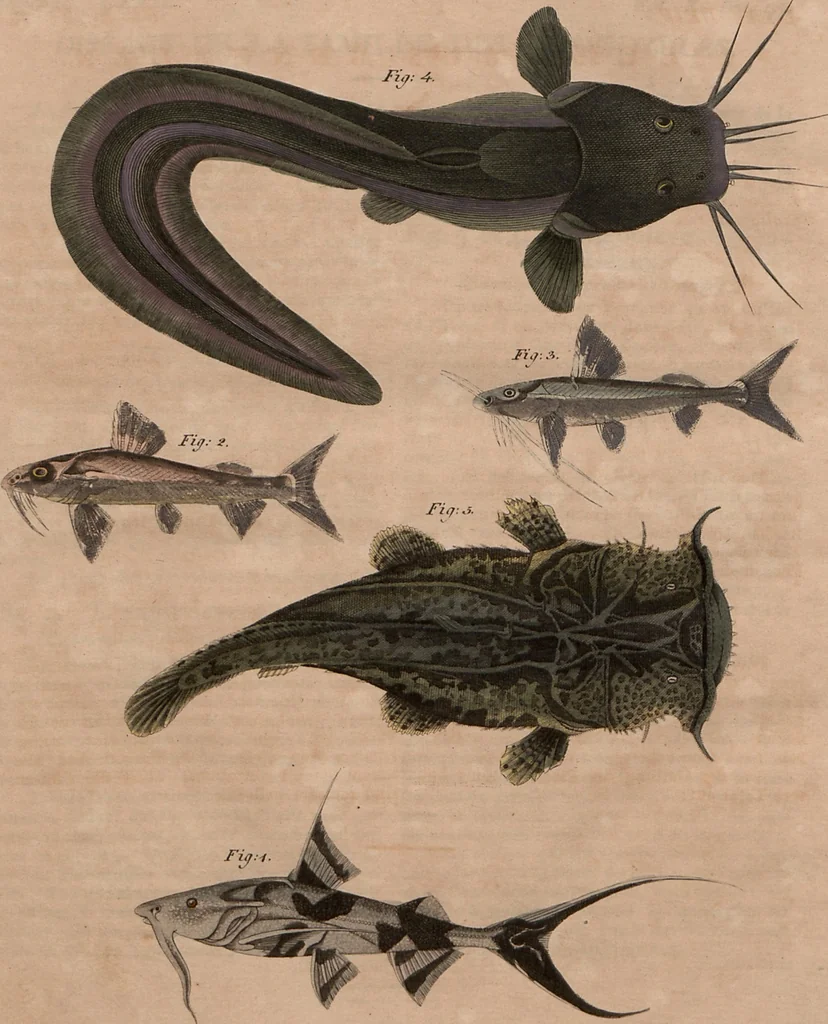 An illustration from (Band 10), 1821, leaf 292
