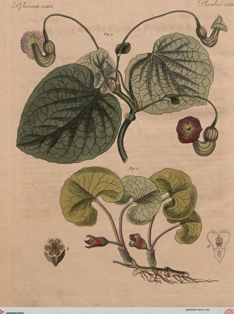 An illustration from (Band 10), 1821, leaf 295