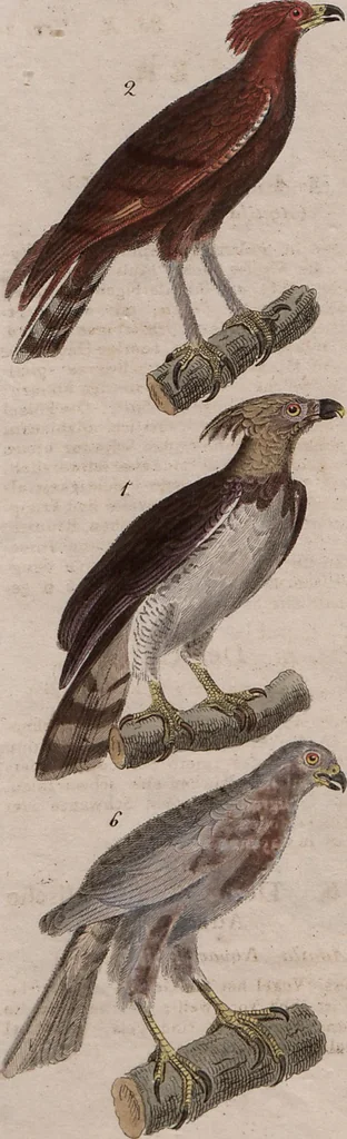 An illustration from (Band 10), 1821, leaf 3