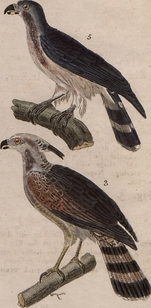 An illustration from (Band 10), 1821, leaf 3