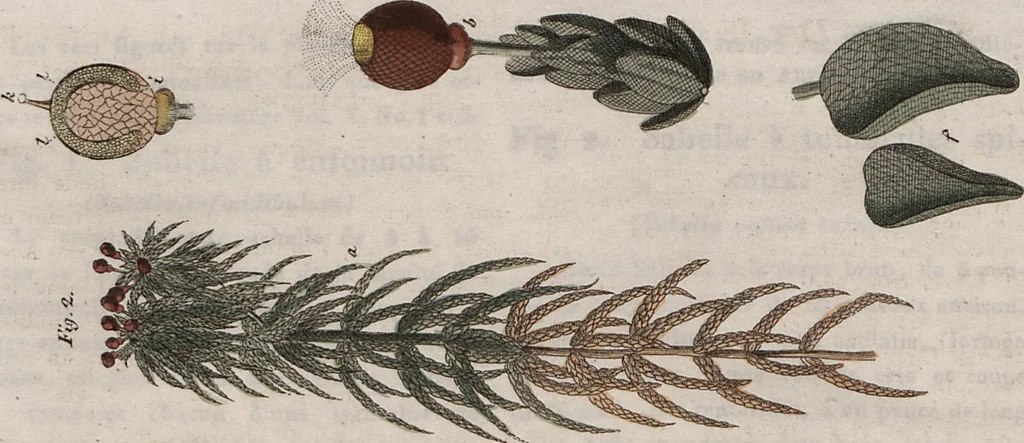 An illustration from (Band 10), 1821, leaf 39