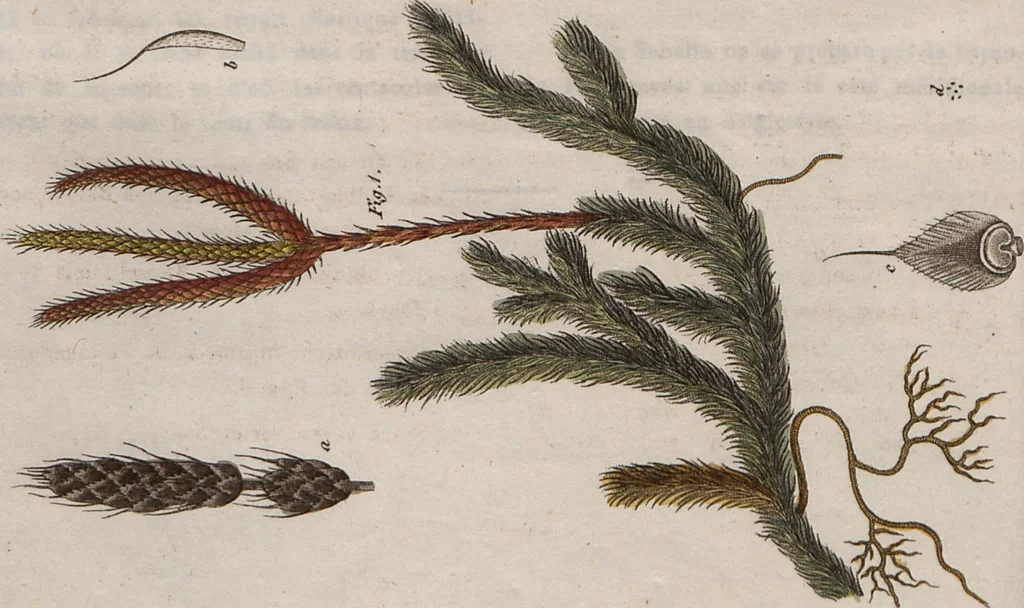 An illustration from (Band 10), 1821, leaf 39
