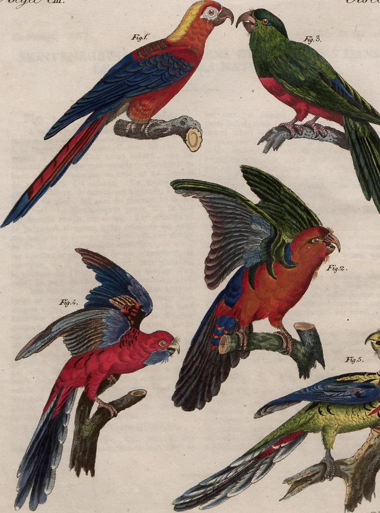 An illustration from (Band 10), 1821, leaf 51