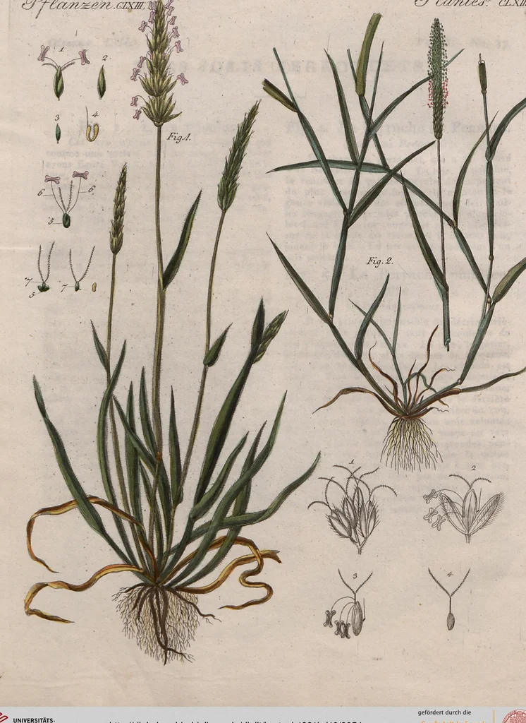 An illustration from (Band 10), 1821, leaf 54