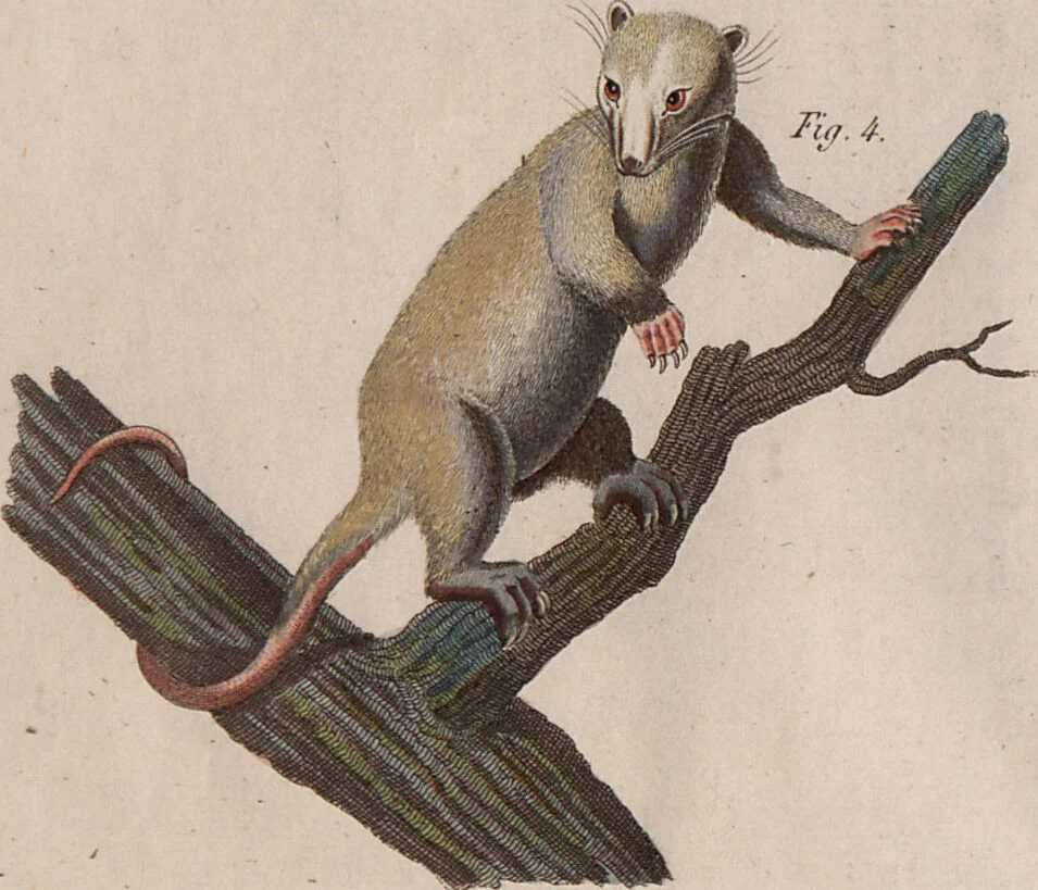An illustration from (Band 10), 1821, leaf 63