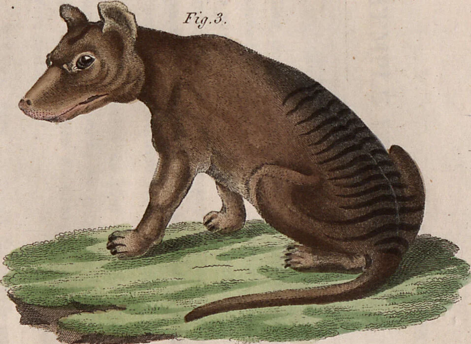 An illustration from (Band 10), 1821, leaf 63