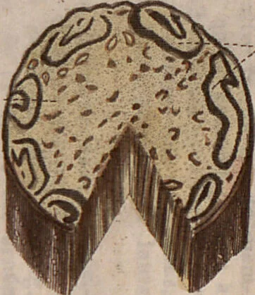 An illustration from (Band 10), 1821, leaf 69