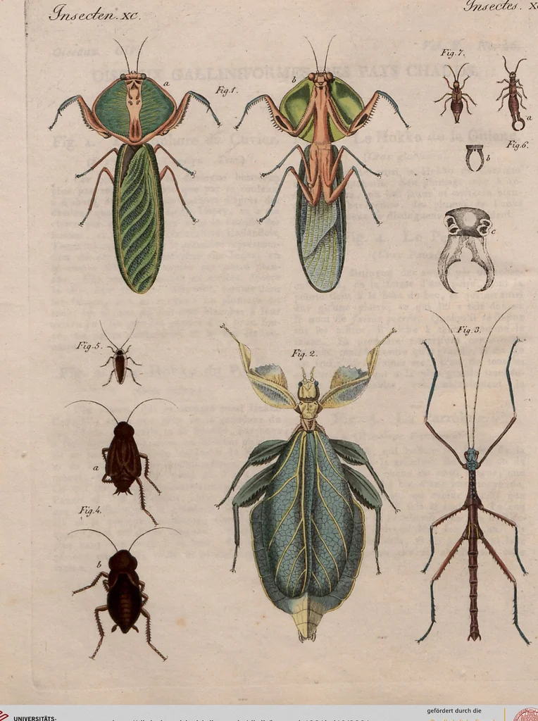 An illustration from (Band 10), 1821, leaf 81