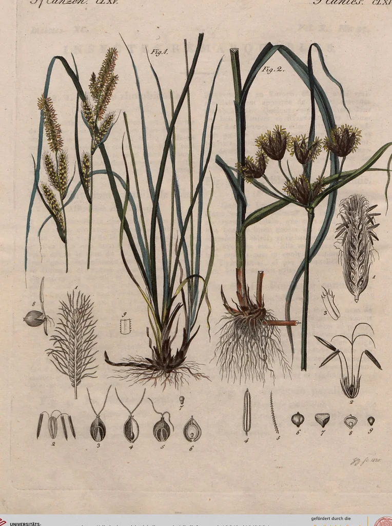 An illustration from (Band 10), 1821, leaf 84