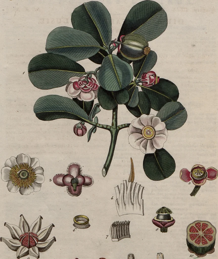 An illustration from (Band 10), 1821, leaf 9
