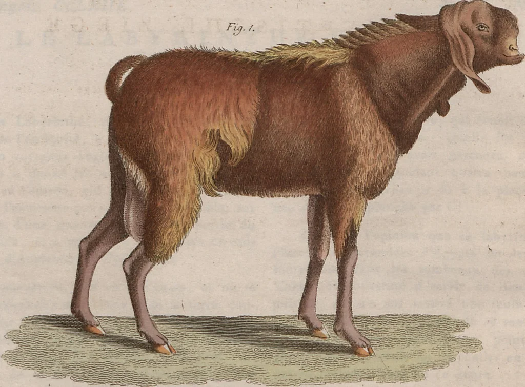 An illustration from (Band 10), 1821, leaf 93