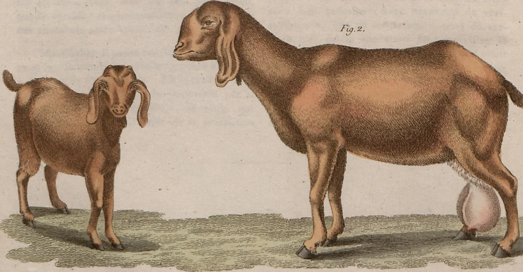 An illustration from (Band 10), 1821, leaf 93