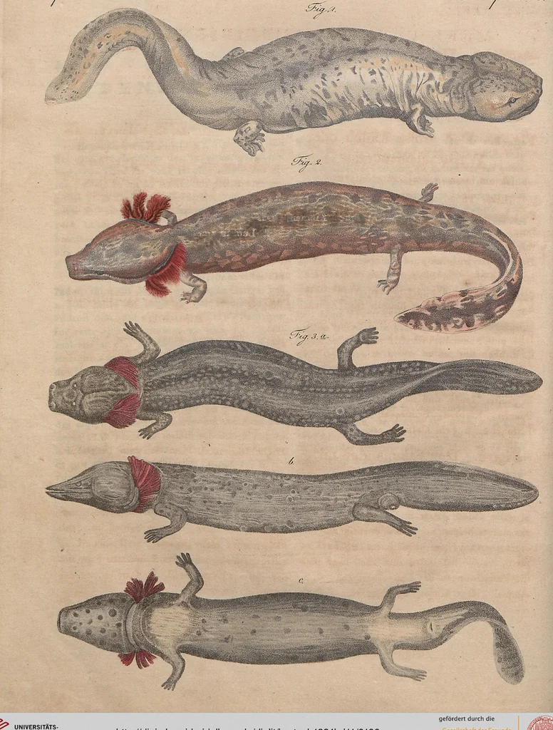 An illustration from (Band 11), 1824, leaf 106