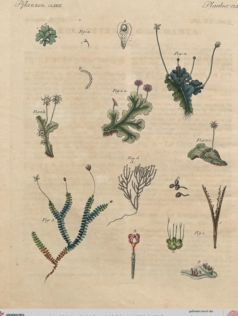 An illustration from (Band 11), 1824, leaf 12
