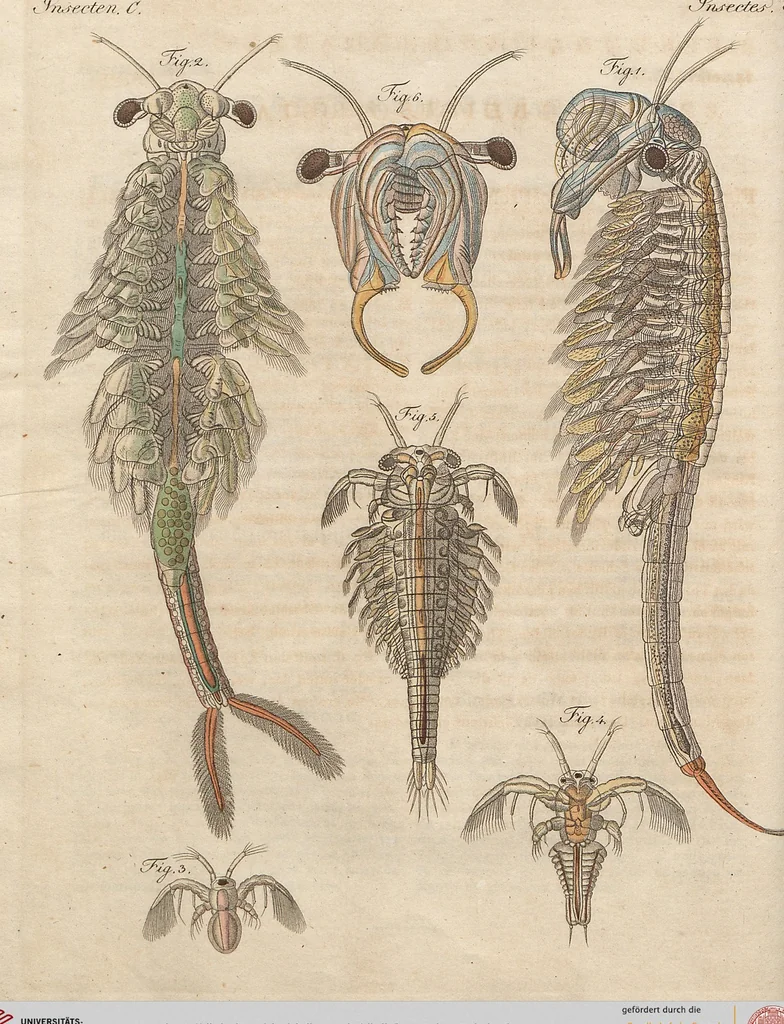 An illustration from (Band 11), 1824, leaf 124