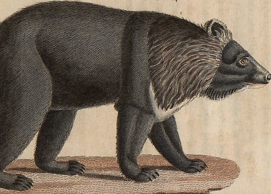 An illustration from (Band 11), 1824, leaf 136