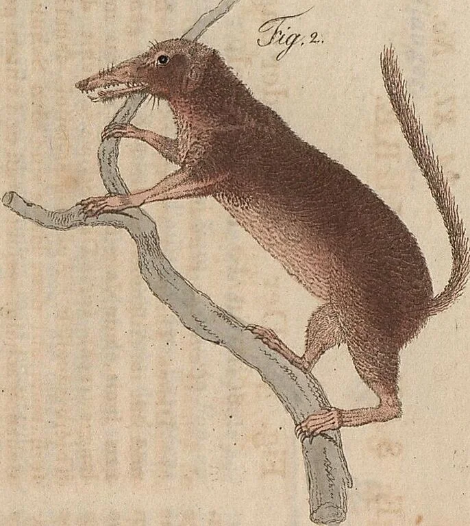 An illustration from (Band 11), 1824, leaf 151