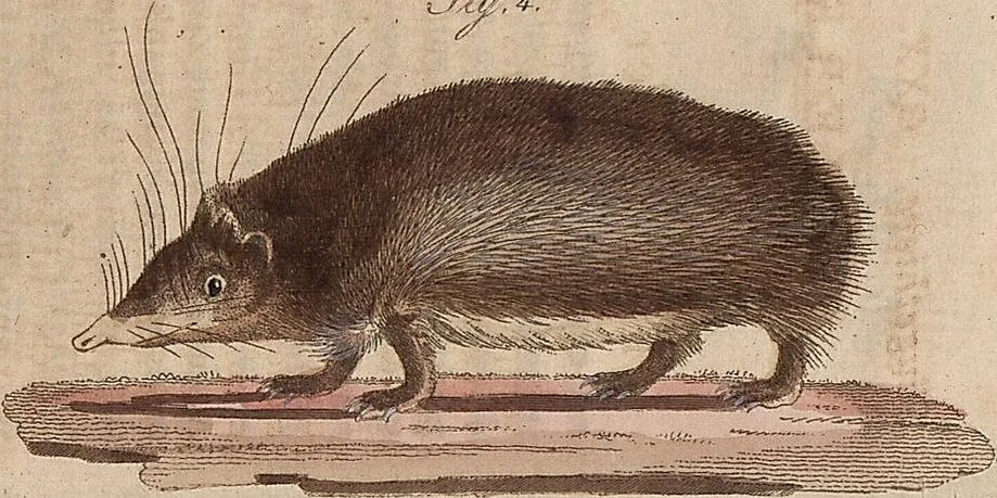 An illustration from (Band 11), 1824, leaf 151