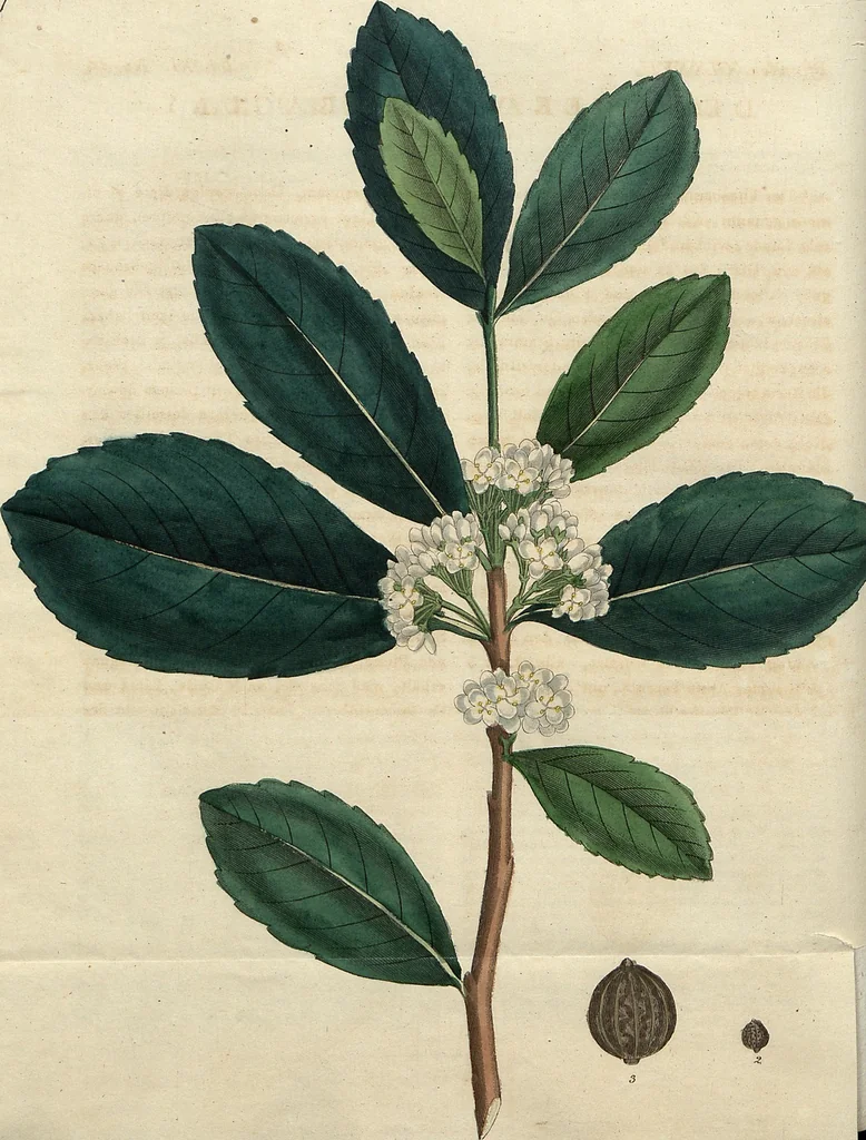 An illustration from (Band 11), 1824, leaf 157