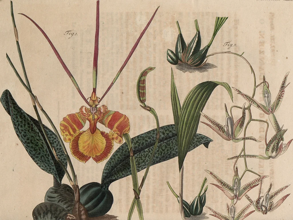 An illustration from (Band 11), 1824, leaf 169