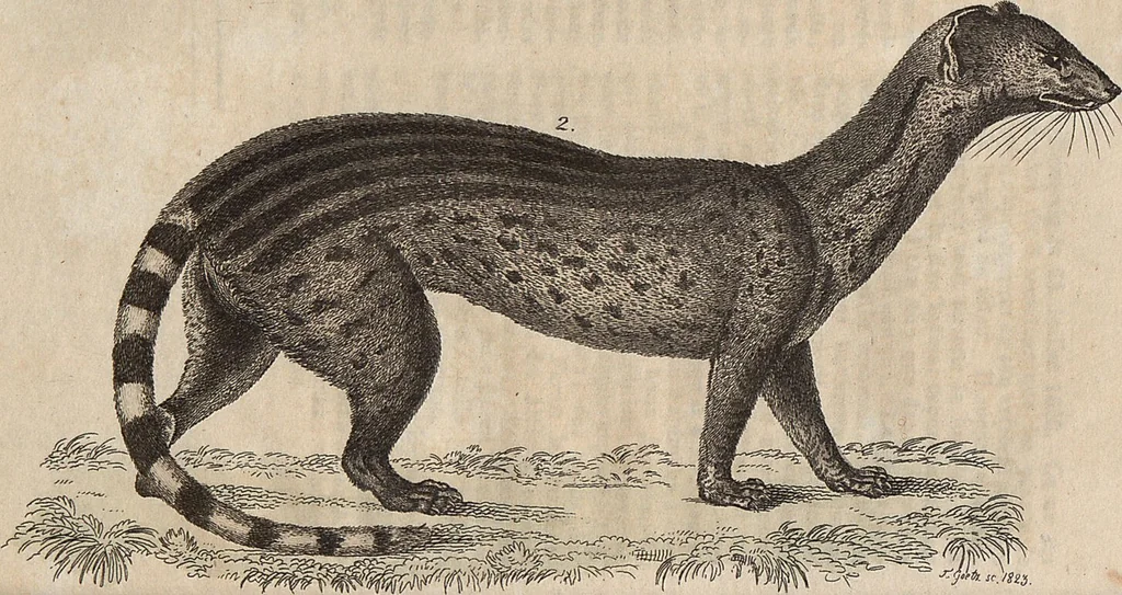 An illustration from (Band 11), 1824, leaf 18