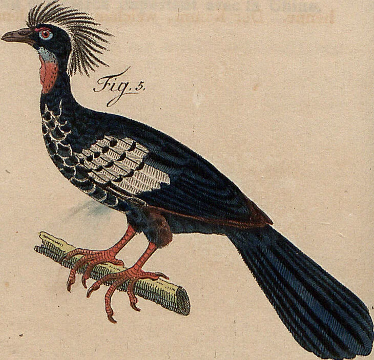 An illustration from (Band 11), 1824, leaf 184