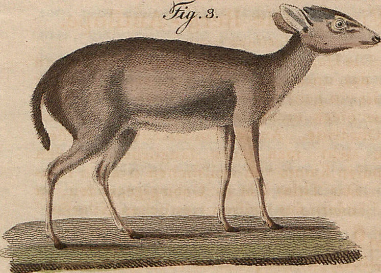 An illustration from (Band 11), 1824, leaf 197