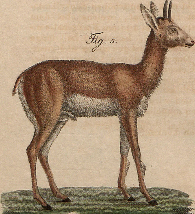 An illustration from (Band 11), 1824, leaf 197